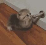 tenorgif316287971.gif