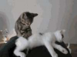tenorgif374517578.gif