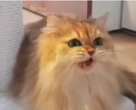 15687363683291.webm
