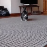 doc444632317512233015.mp4