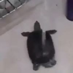 15438630399280.webm