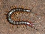 Scolopendra Gigantea.jpg