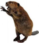 beaverPNG35.png