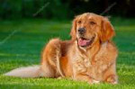 depositphotos7692374-stock-photo-golden-retriever.jpg