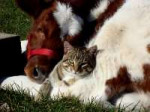 Cats-and-Cows-top-10.jpg