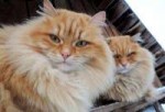 Siberian-Cats-funny-pic.jpg