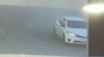 IdioticFakeHamadryas[1].webm