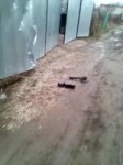 videoplayback (4).mp4