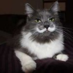 Hamilton-the-hipster-cat1-400x400.jpg