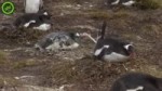 chmoha.webm