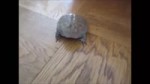 ssanya vizg.webm