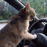 angry-cat-driving.jpg
