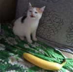 banana-cat-58cdde704a18f.jpeg