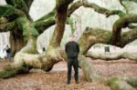 angel-oak-tree.jpg