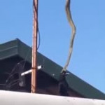 mooom its fucking snake on fucking electric pole leave that[...].mp4