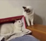 Cats remix.mp4