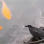 17022335323160.mp4
