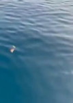17019713522581.mp4