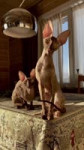 17058835927961.mp4