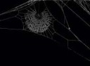 spider-web-black-background.jpg