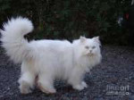 persian-cat-white-lyssjart-sj.jpg