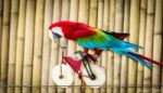 bicyclecanoncyclingcolorfulparrot.jpg