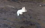 white-cat.jpg