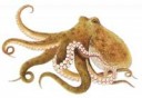 Octopus-Free-Download-PNG.png