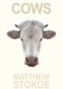 cows-matthew-stokoe.jpg