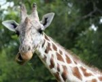 giraffe-chewing-billie-jo-miller.jpg