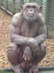 Bodybuilderchimp.jpg