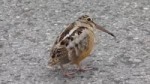 dance bird.webm