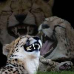 cheetahLaugh.jpg