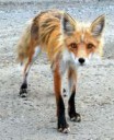 6598c2f2424ffc332e4bc2b774caf8cf--snack-red-fox