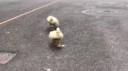 duckja vu.webm