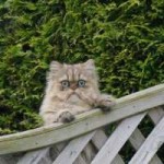 14329995721961 - копия (2) - копия.png