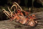 killer-fungus-cordyceps-red-insect.jpg