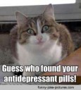 28-Funny-Cat-Memes.jpg