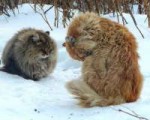 Siberian-Cats-44.jpg
