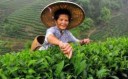 tea-in-thailand-02.jpg