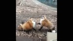 laugh fox.webm