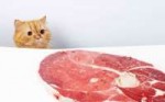 steak-cat.jpg