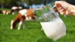 yesvegetarian.com-Cow-Milk.jpg