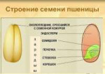 эндосперм-семени-пшеницы.jpg