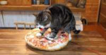 Cat-Loves-His-New-Pizza-Bed-And-See-How-Hes-Kneading-The-Do[...].jpg