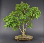 quercusroburbonsai1.jpg