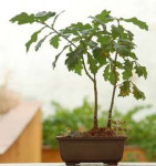 quercusroburbonsai2.jpg