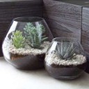 mini-indoor-succulents-design
