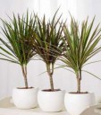 Dracena-15.jpg