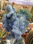 xl Regal Blue Crest Myrtillocactus Geometrizans.jpg